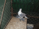 DSCF2099