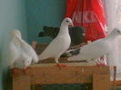 Imag008