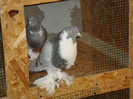 DSC00536