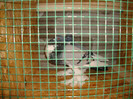 DSC00539