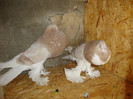 DSC00595