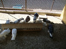 DSC00751