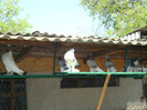 DSC00790
