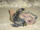 DSC00799