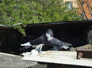 DSC00803