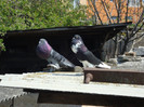 DSC00805