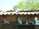 DSC00809