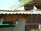 DSC00810