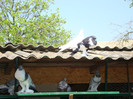 DSC00811