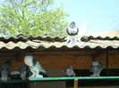 DSC00812
