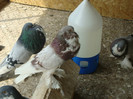 DSC00830
