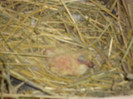 DSC00838