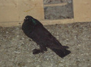 DSC00848