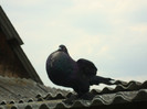 DSC00885
