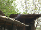 DSC00898
