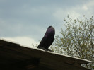 DSC00899
