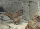 DSC00900