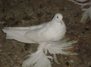 DSC01531