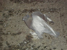 DSC01569
