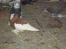 DSC01596