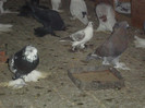 DSC01597