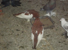 DSC01600