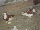 DSC01608