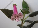 Kohleria Jessica