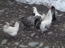 MARE MI-E GRADINA DOAMNA