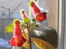NEW -Kohleria Fenix