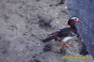 ratoi mandarin