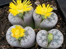 Lithops Werneri