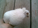 Image042