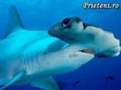 rechinul Ciocan