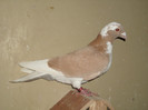 Vanduta