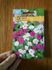 vinca rosea
