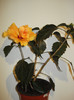 DSC01811