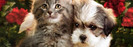 Kittens%20&%20Puppies%2008_05_ccnan[1]