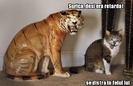poze-amuzante-pisica-retardata[1]