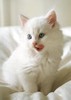 resize_1263643313[1]