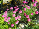 002 ARMERIA MARITIMA
