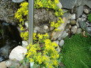 027 SEDUM ACRE