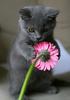 pisicuta cu floare