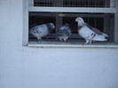 DSCF8553