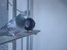 DSCF8568