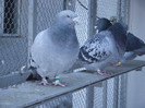 DSCF8570