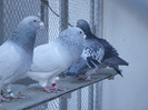 DSCF8574