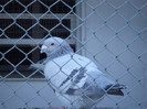 DSCF8576
