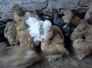 6 SAPTAMANI