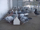 DSCF8592